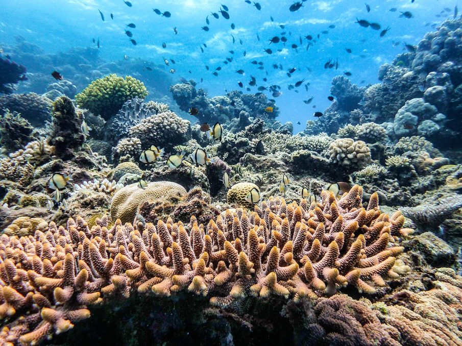 Diving the Great Barrier Reef, Australia - © Michael Evans Photographer 2013  - www.michaelevansphotographer.com