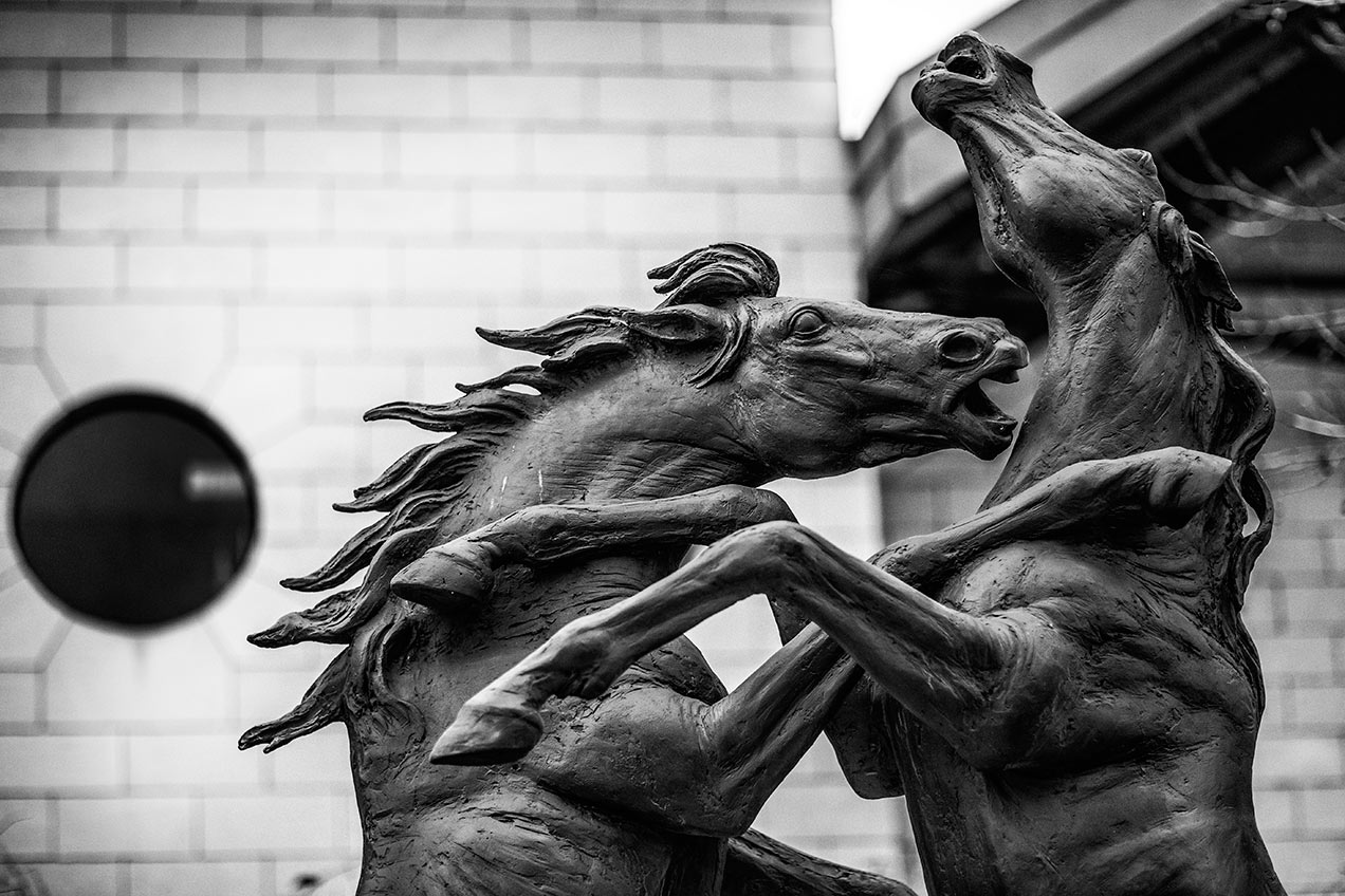 Image of Stallions Rampant by Gabriel Sterk - © Michael Evans Photographer 2014
