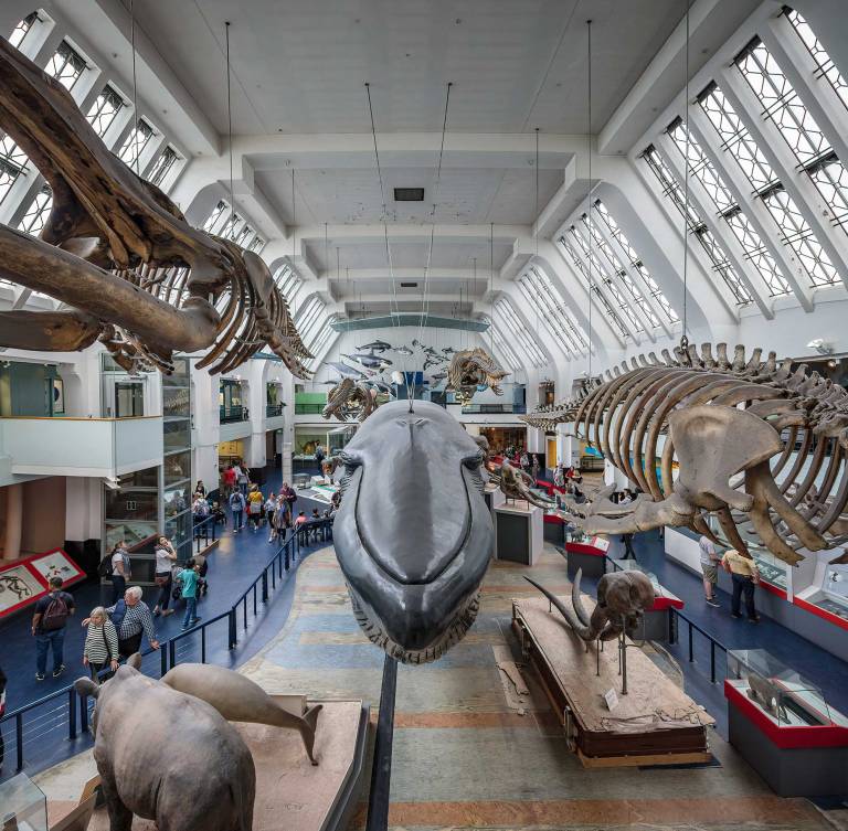 Image of the Natural History Museum in South Kensington, London © Michael Evans Photographer 2019